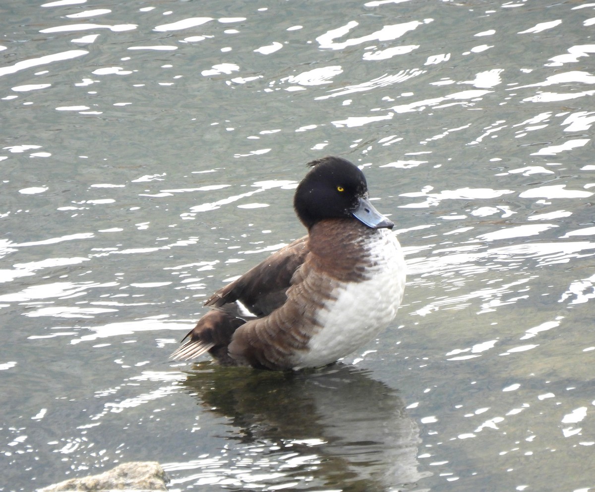 Tufted Duck - ML613075755