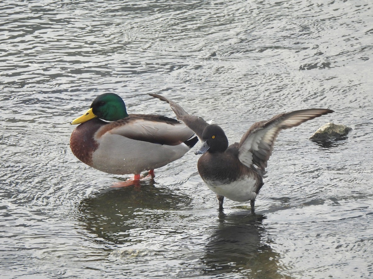 Tufted Duck - ML613075756