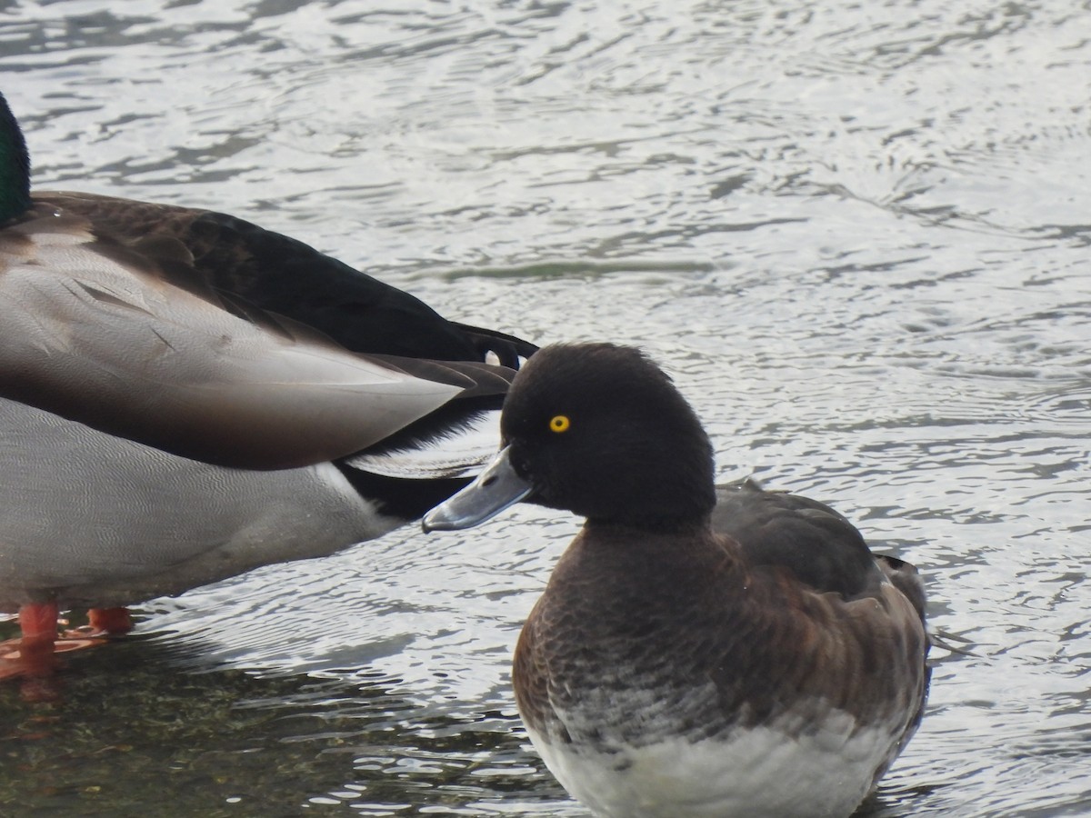 Tufted Duck - ML613075757