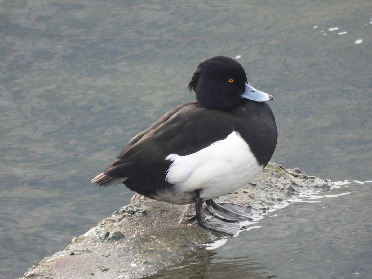 Tufted Duck - ML613075758