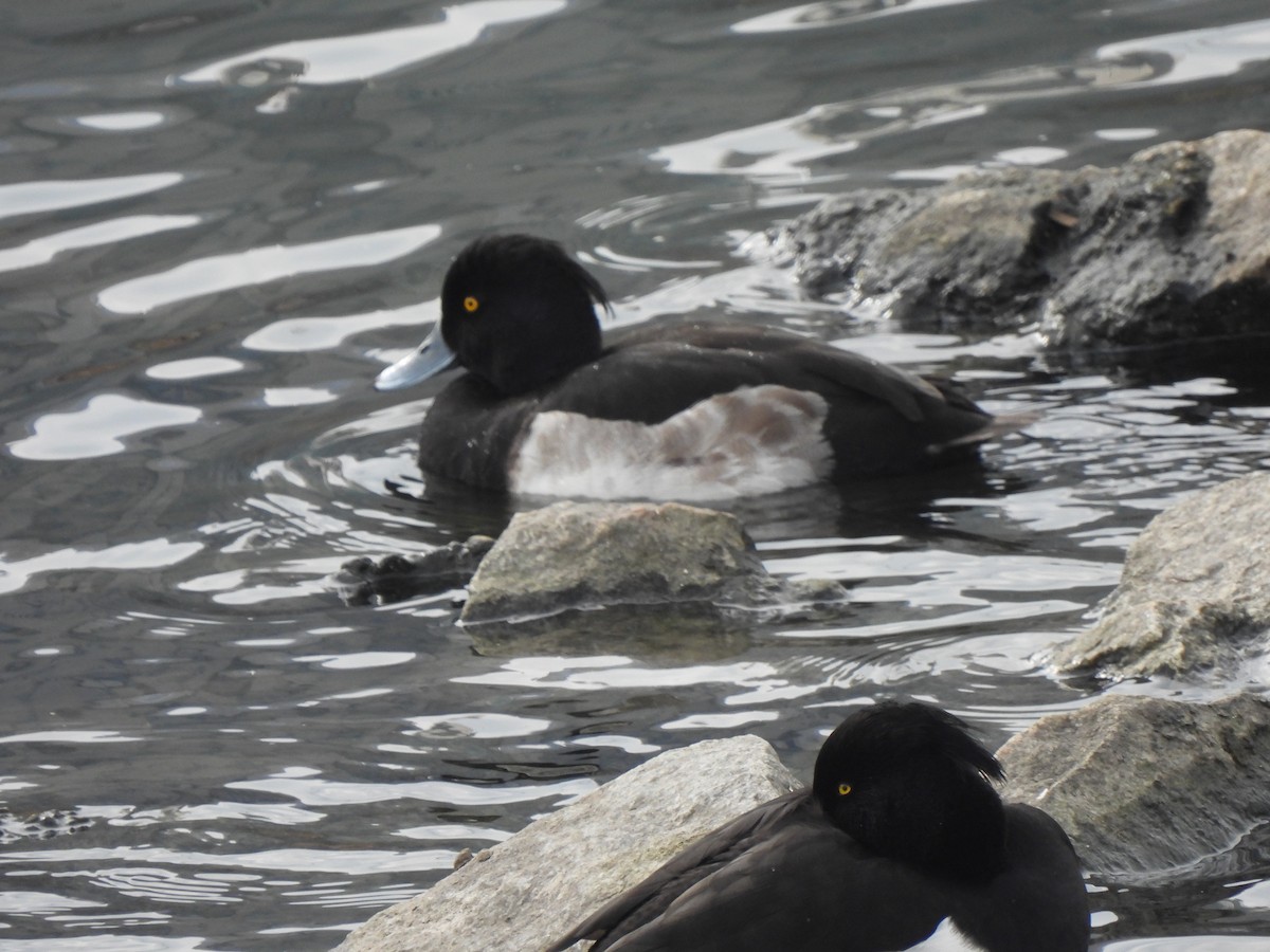 Tufted Duck - Young Gul Kim