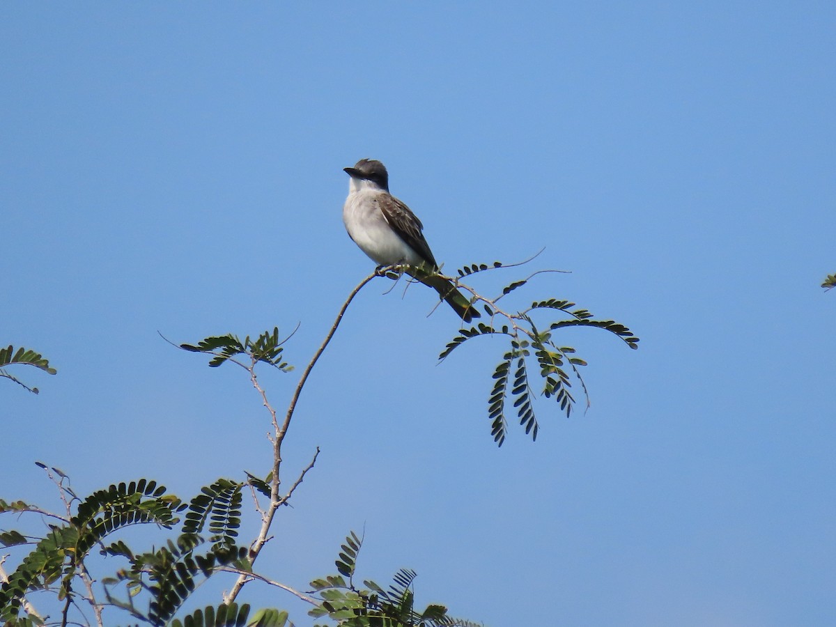 Gray Kingbird - ML613075855