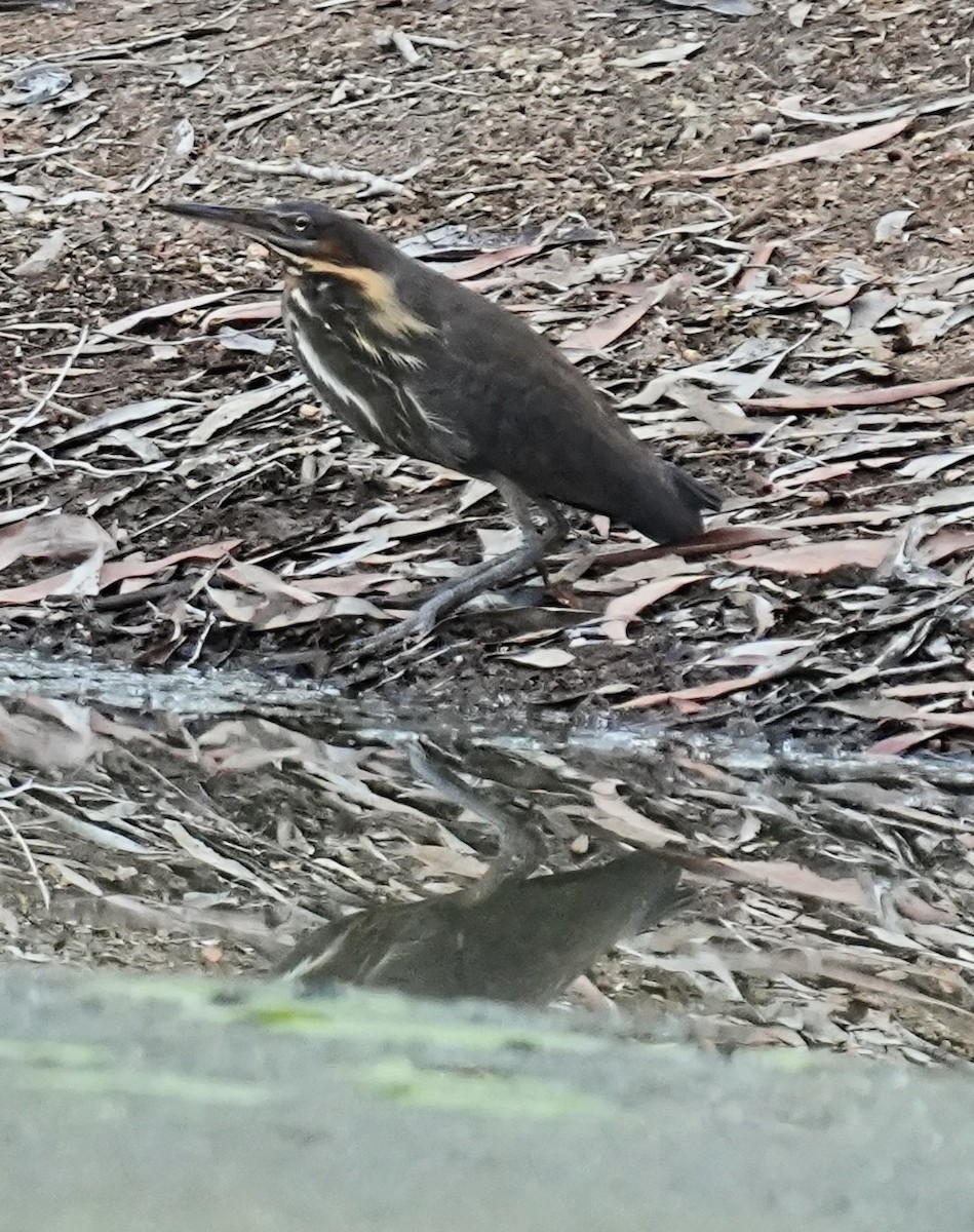 Black Bittern - ML613075867