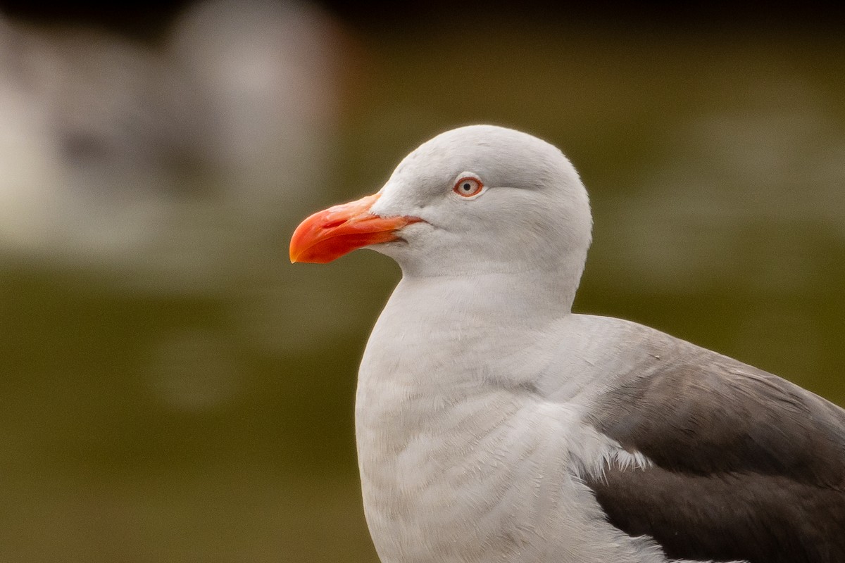 Dolphin Gull - ML613075880