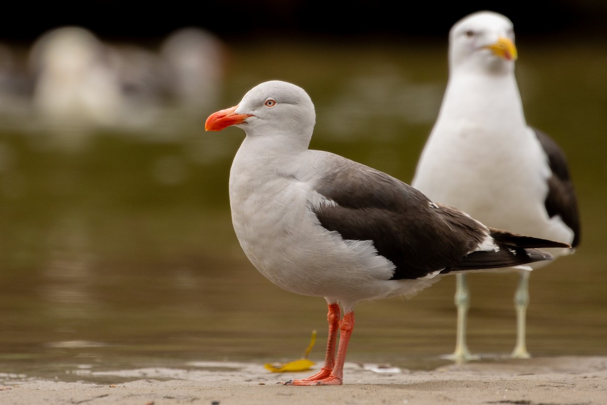 Dolphin Gull - ML613075881