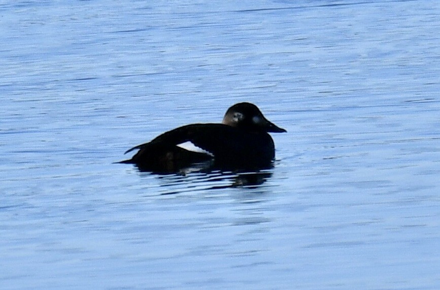 White-winged Scoter - ML613075901