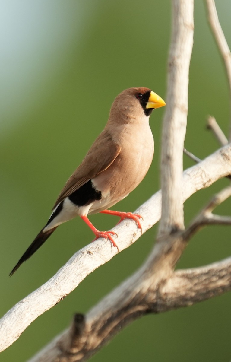 Masked Finch - ML613075904