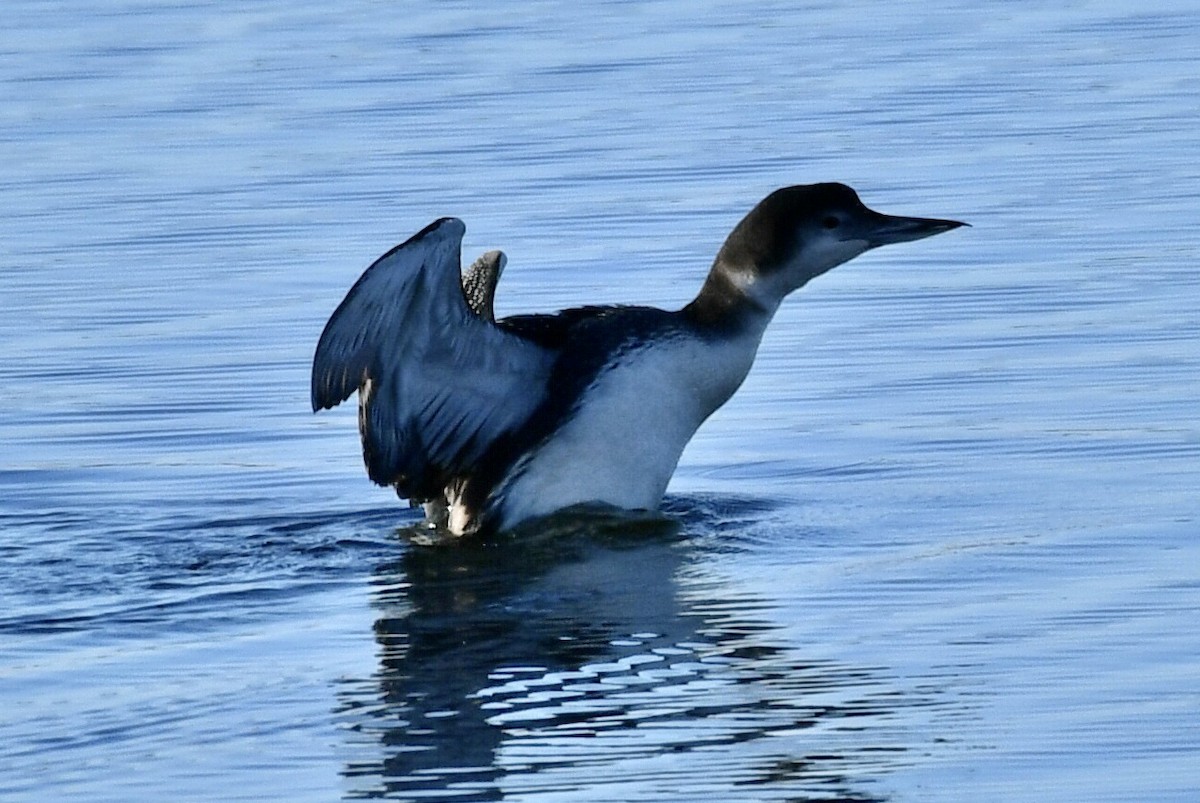 Plongeon huard - ML613075928