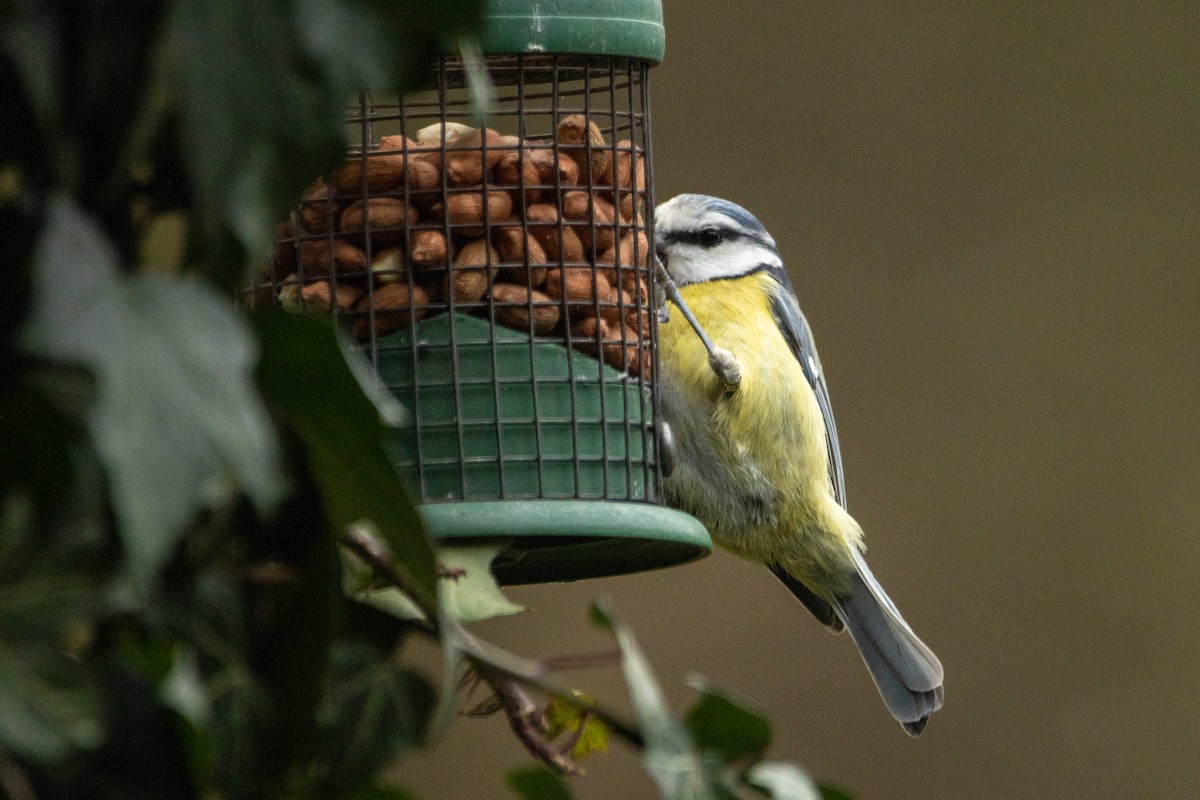 Eurasian Blue Tit - ML613075969