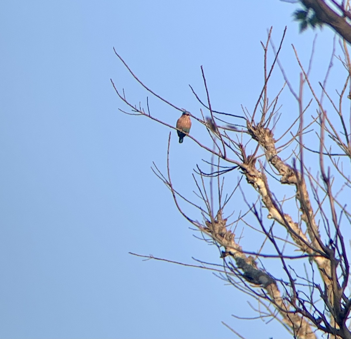 Indian Roller - ML613075983