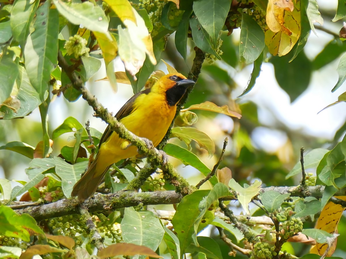 Spectacled Weaver - ML613076089