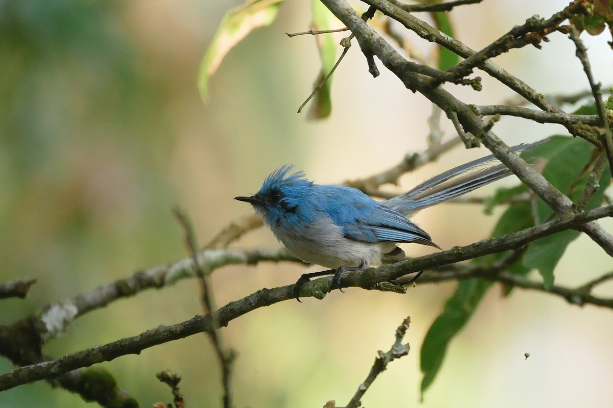 African Blue Flycatcher - ML613076109