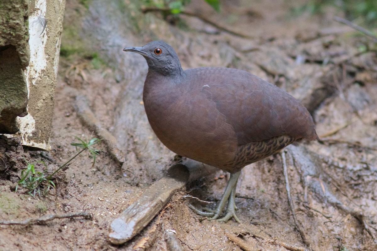 Brown Tinamou - Luiz Matos
