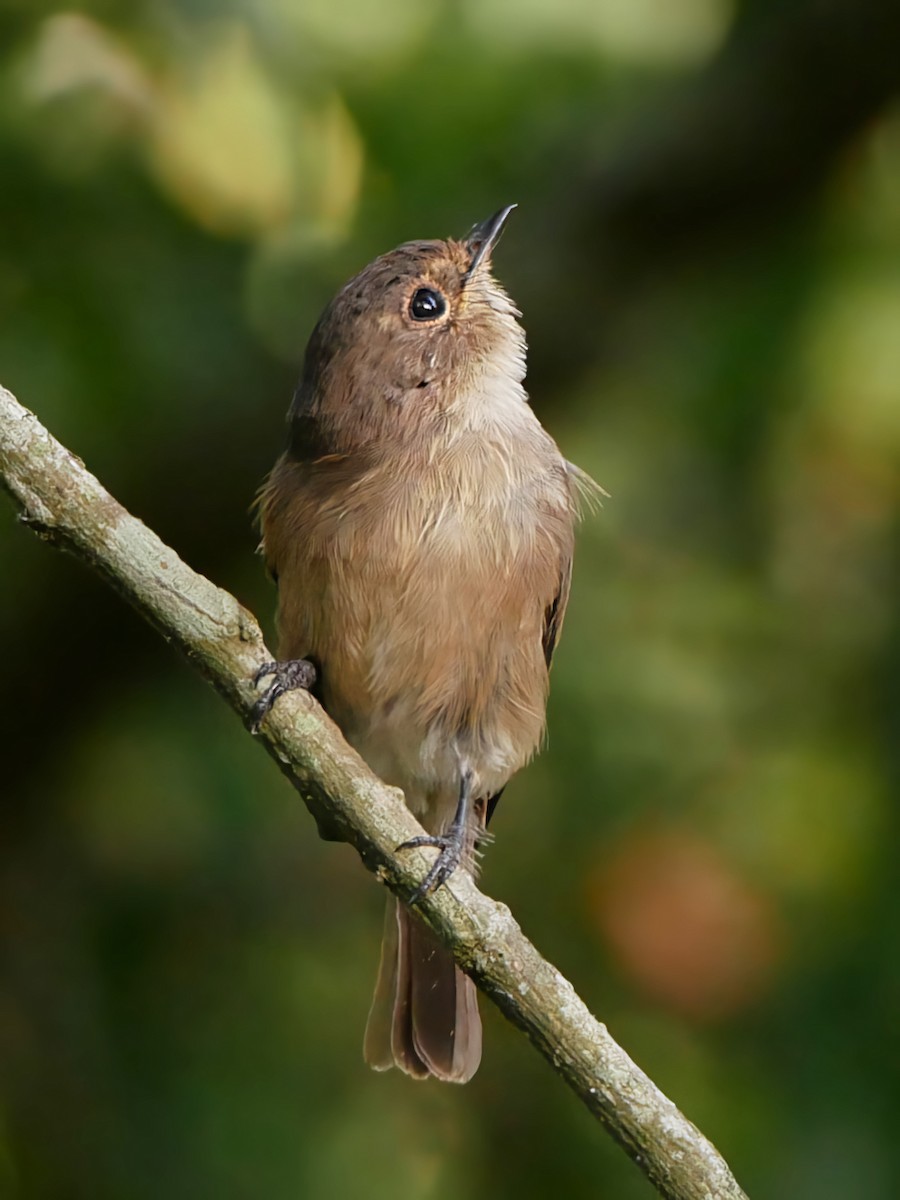 African Dusky Flycatcher - ML613076130