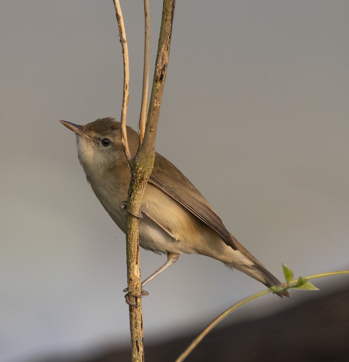 Blyth's Reed Warbler - ML613076153