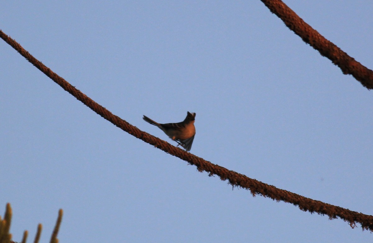 White-crested Elaenia - ML613076164