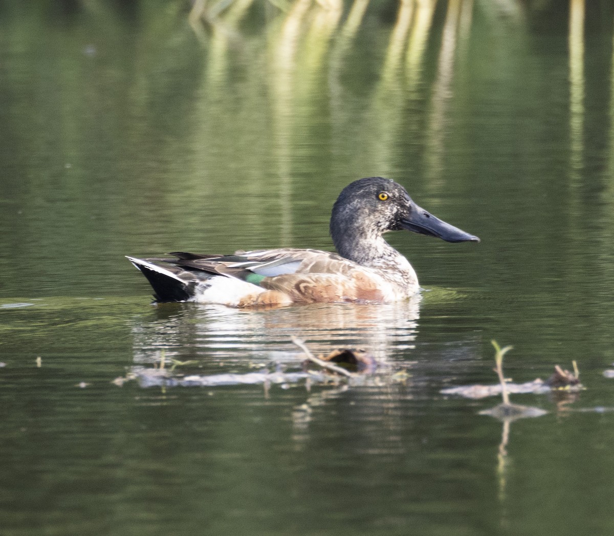 Northern Shoveler - ML613076221