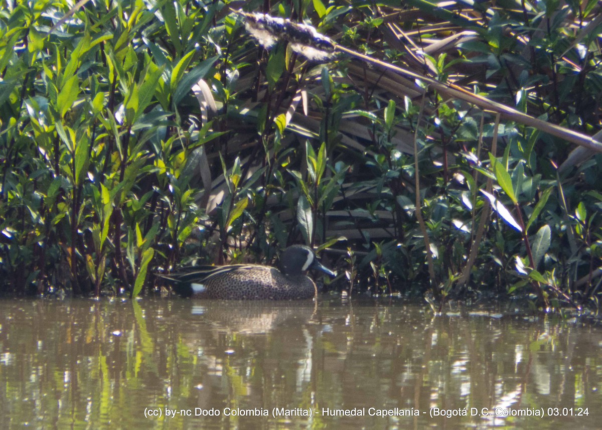 Blue-winged Teal - ML613076283