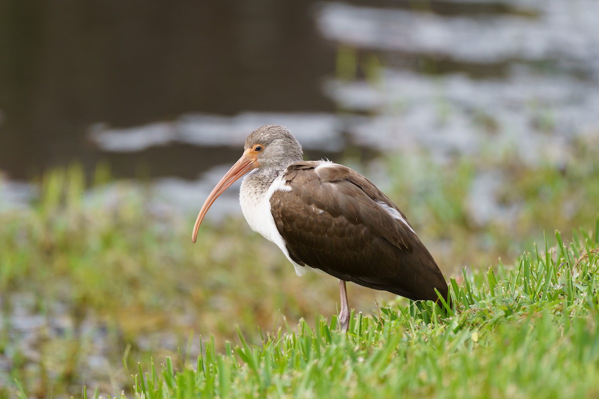 White Ibis - Conor Tompkins