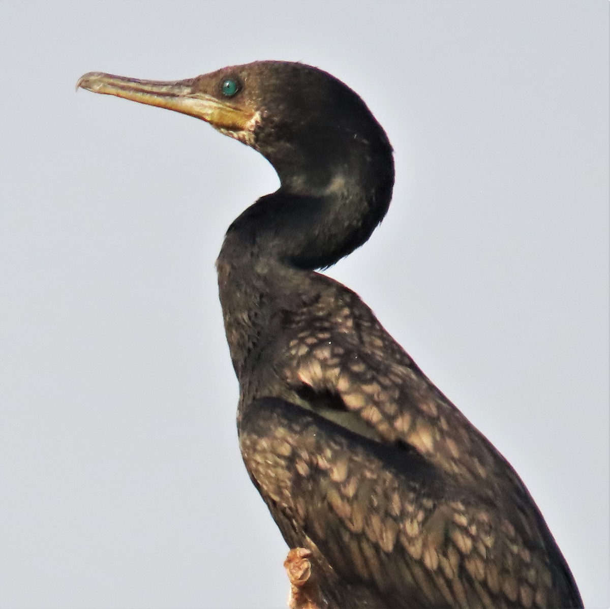 Indian Cormorant - ML613076307