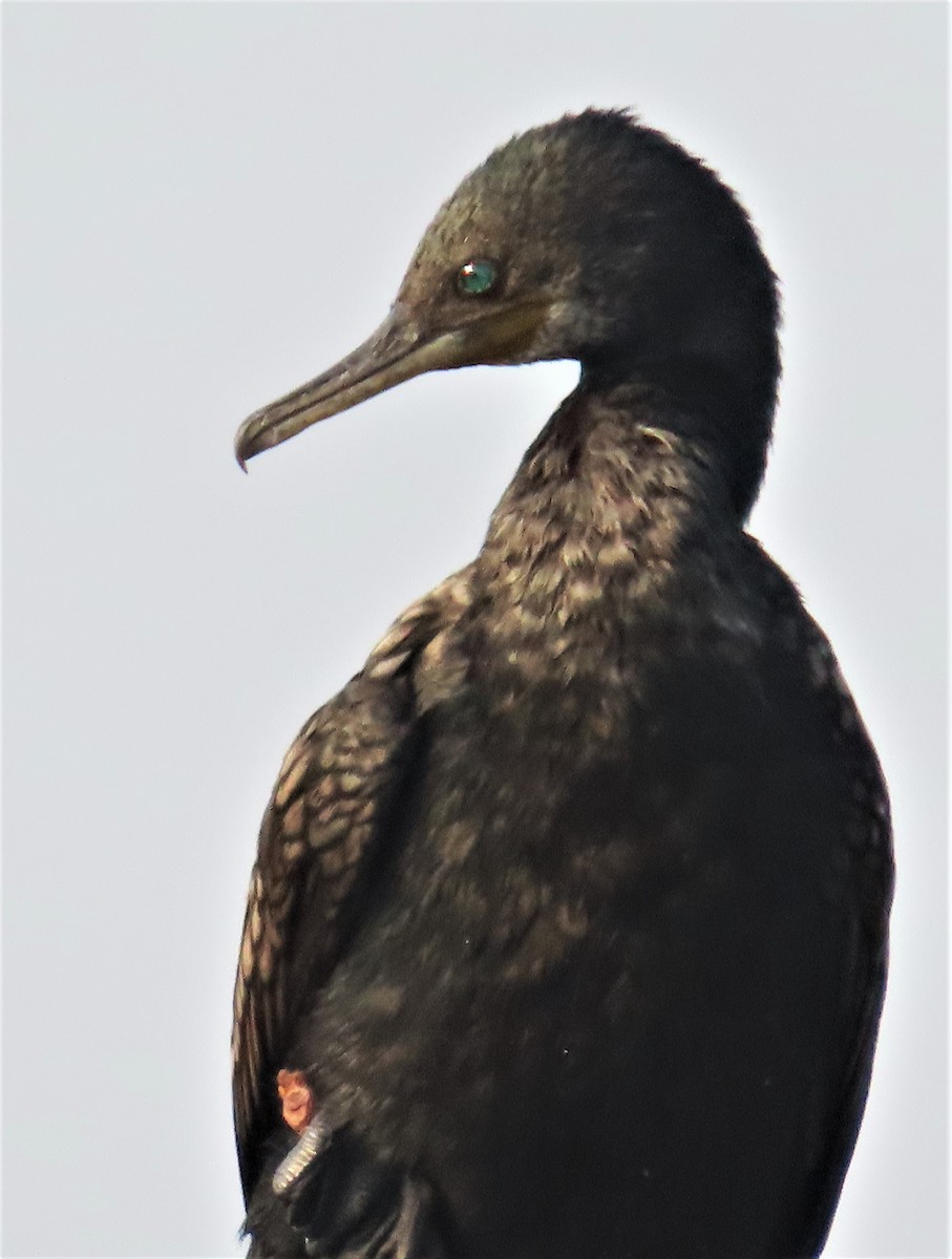 Indian Cormorant - ML613076308