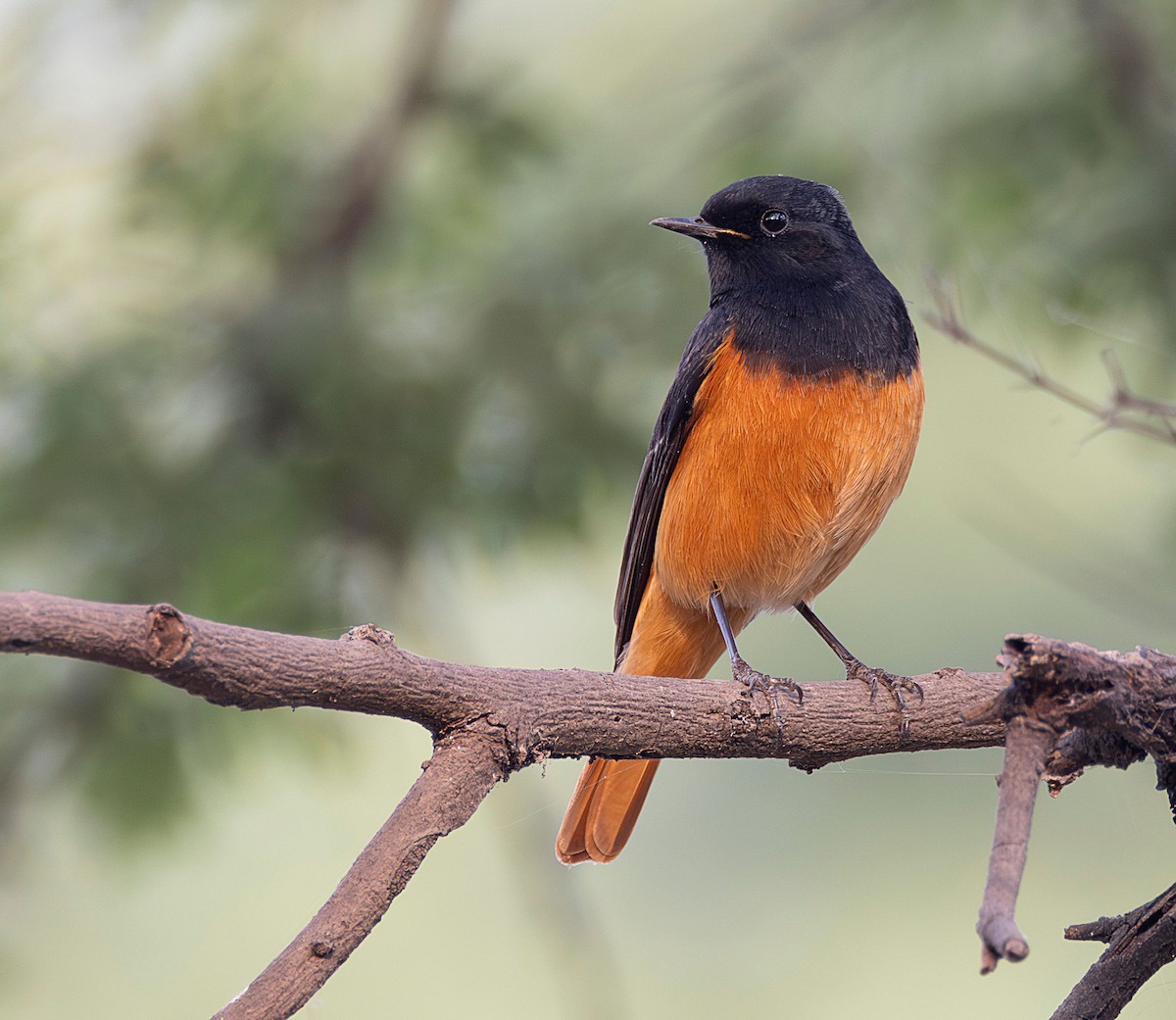 Black Redstart - Rohit Tibrewal