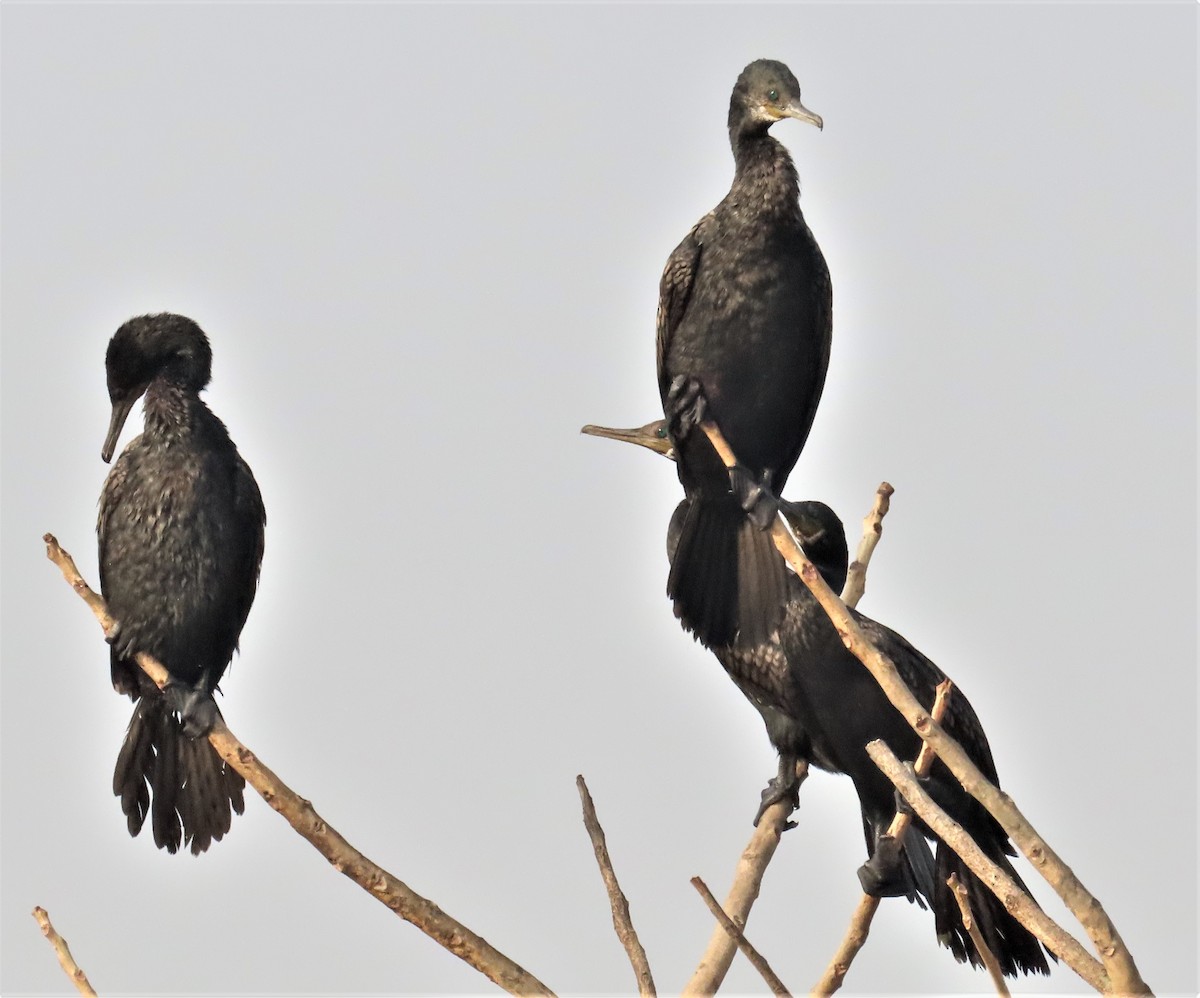 Indian Cormorant - Sunita Dighe