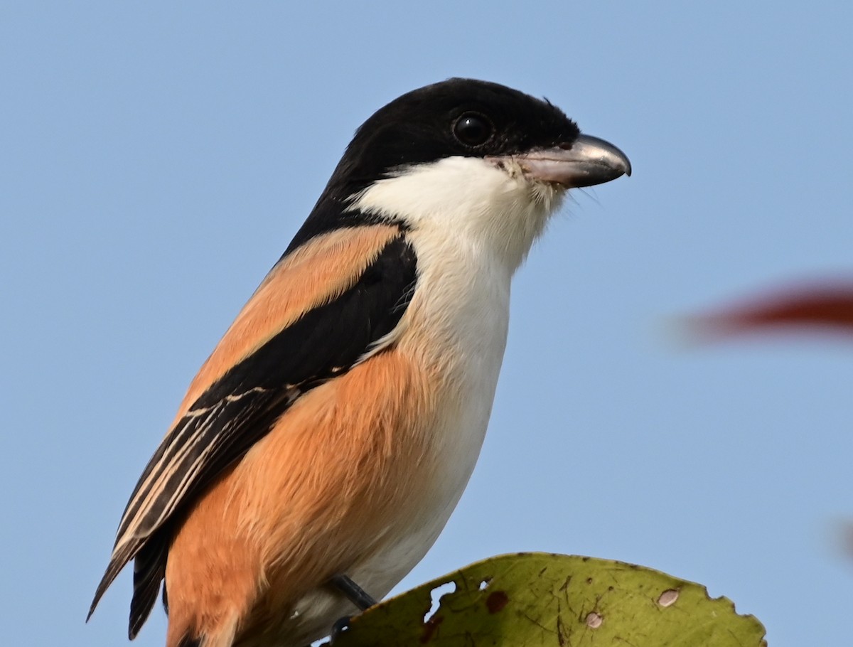 Long-tailed Shrike - ML613076410