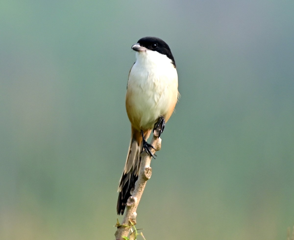 Long-tailed Shrike - ML613076412