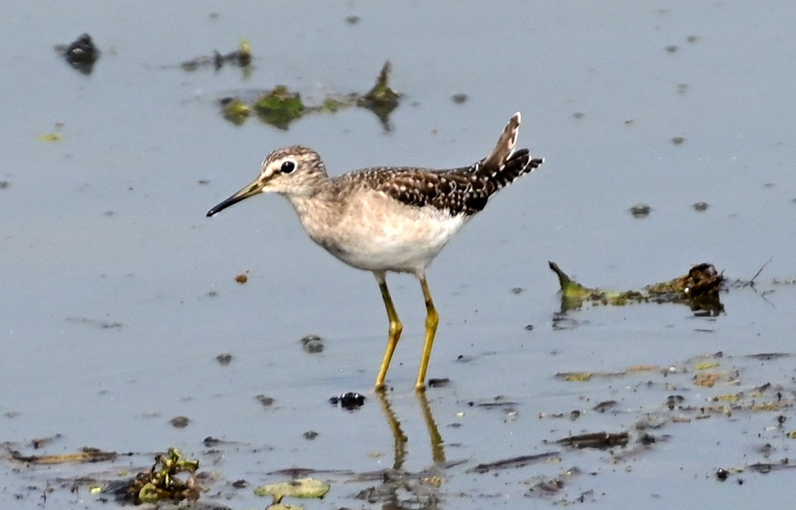 Wood Sandpiper - ML613076454