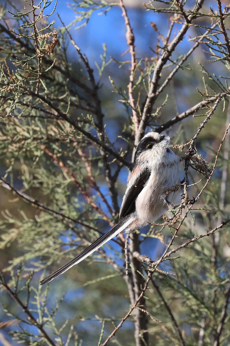 Long-tailed Tit - ML613076473