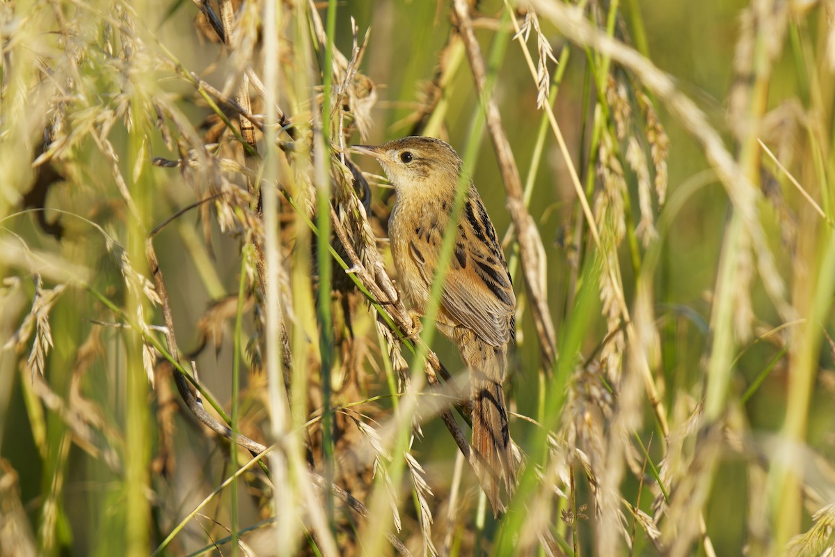 Pampas Sepetöreni - ML613076576