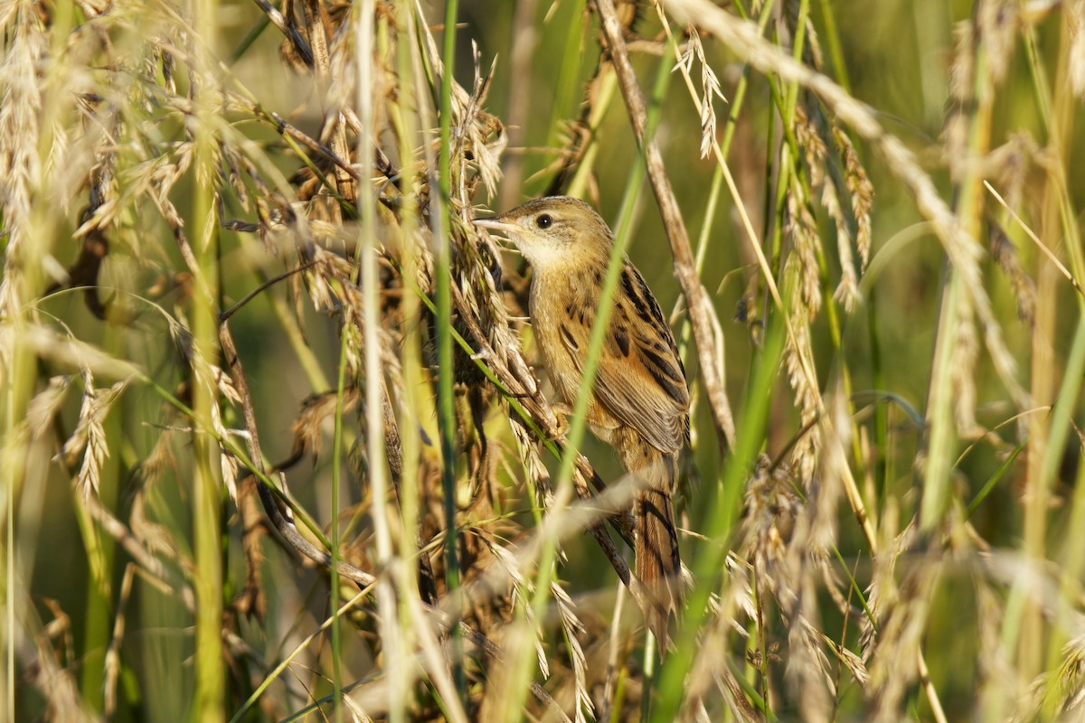 Pampas Sepetöreni - ML613076578