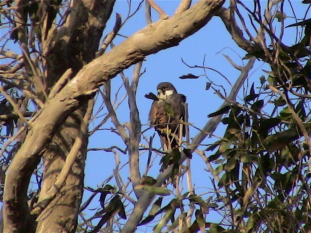 Eleonora's Falcon - ML613076580