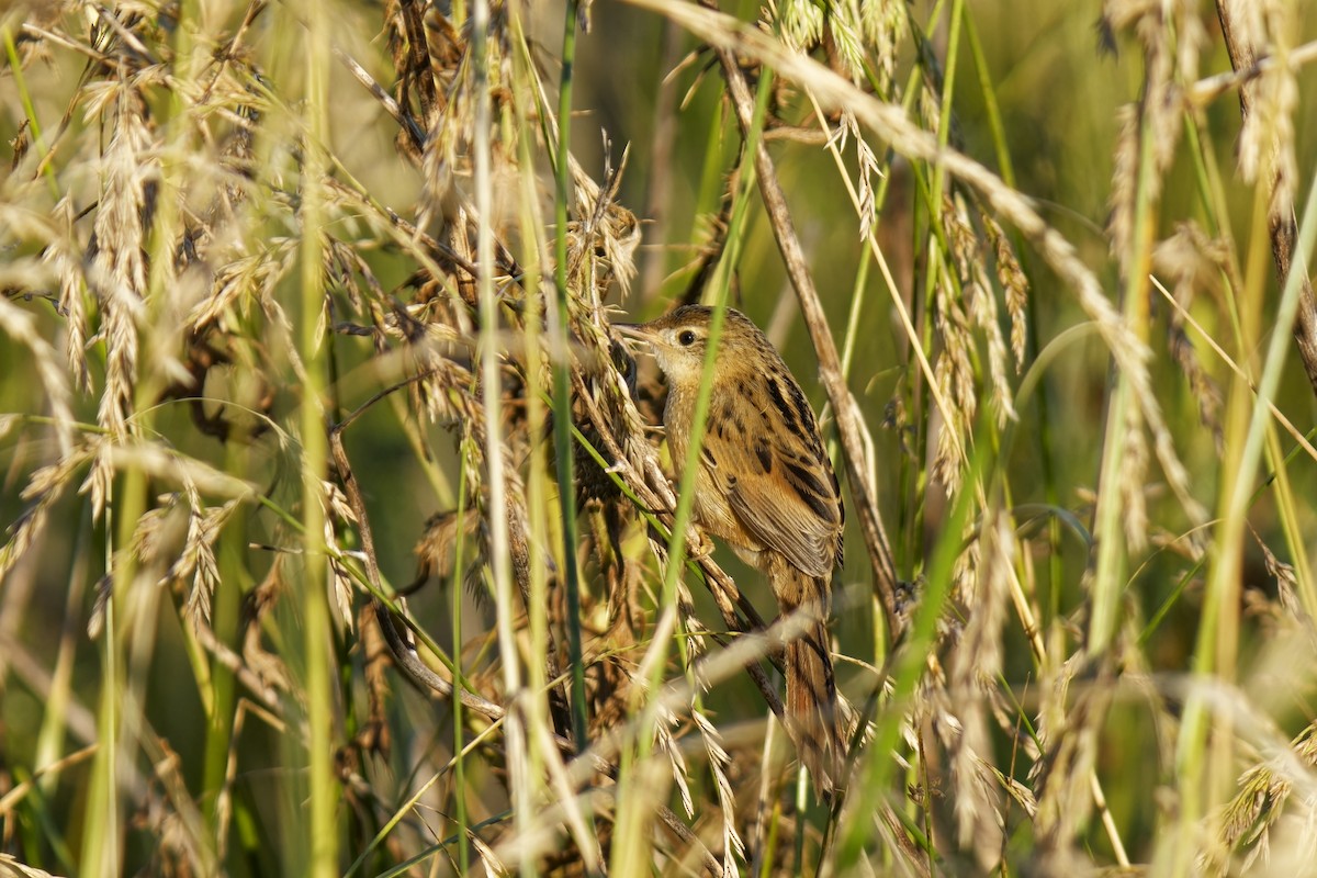 Pampas Sepetöreni - ML613076585