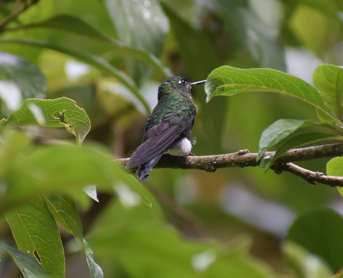 Greenish Puffleg - Troy Blodgett