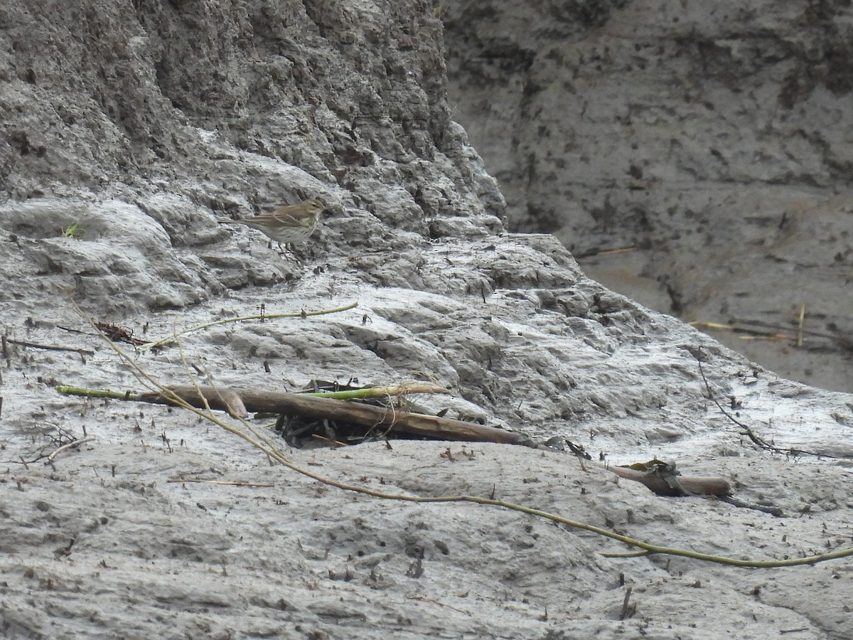 Water Pipit - Matthew Hall