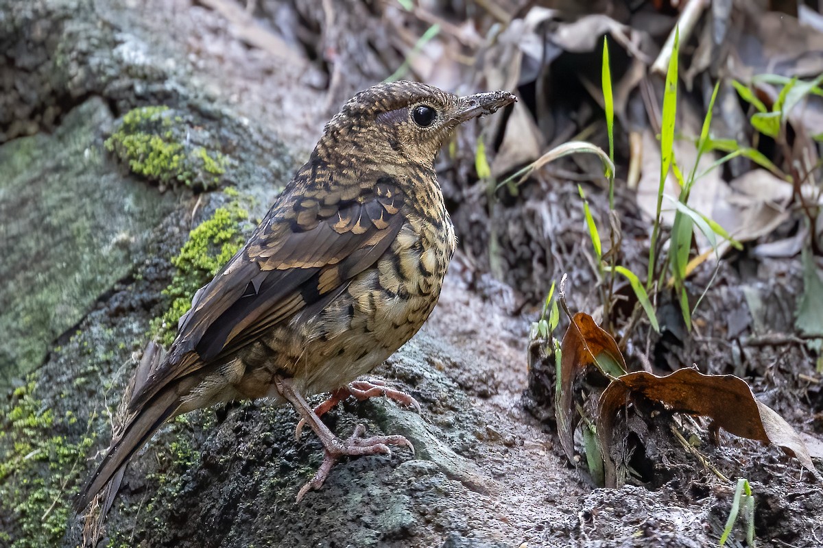 Sri Lanka Thrush - ML613076665