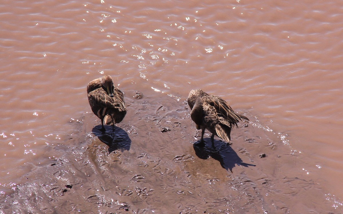 Yellow-billed Pintail - ML613076677