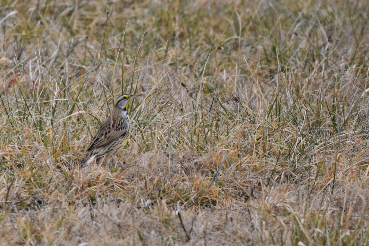 Eastern Meadowlark - Cade Campbell