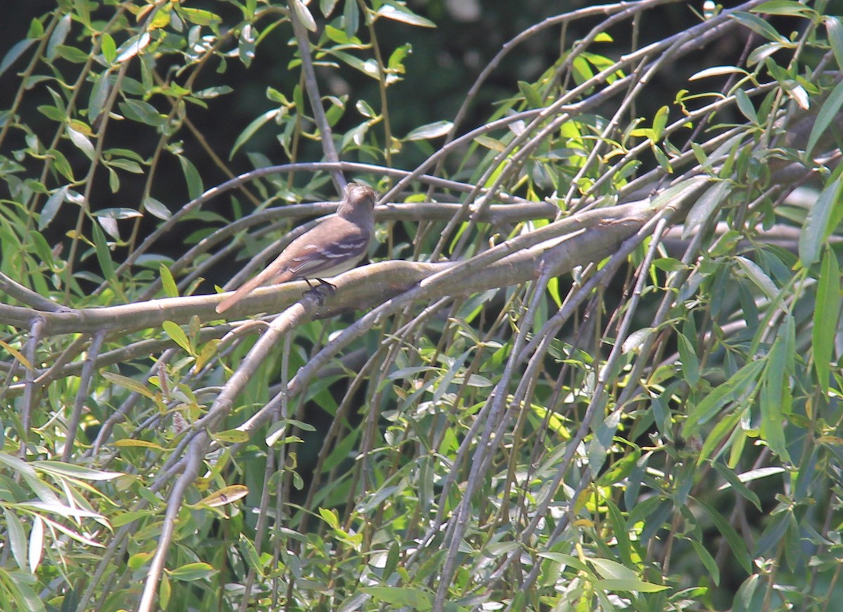 White-crested Elaenia - ML613076704