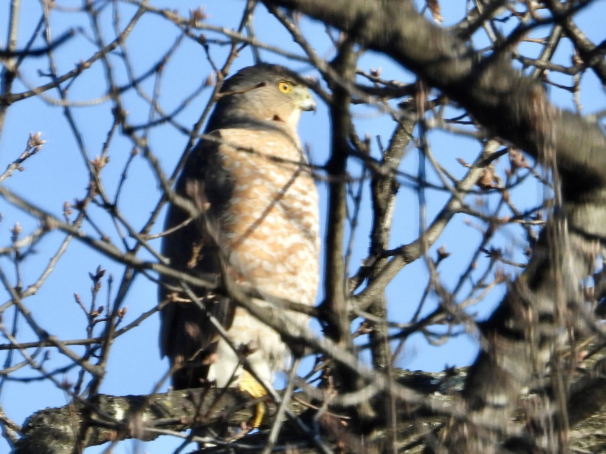 Cooper's Hawk - ML613076861