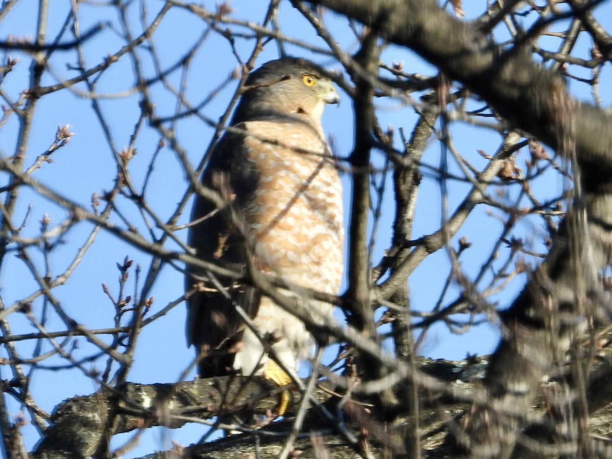 Cooper's Hawk - ML613076862