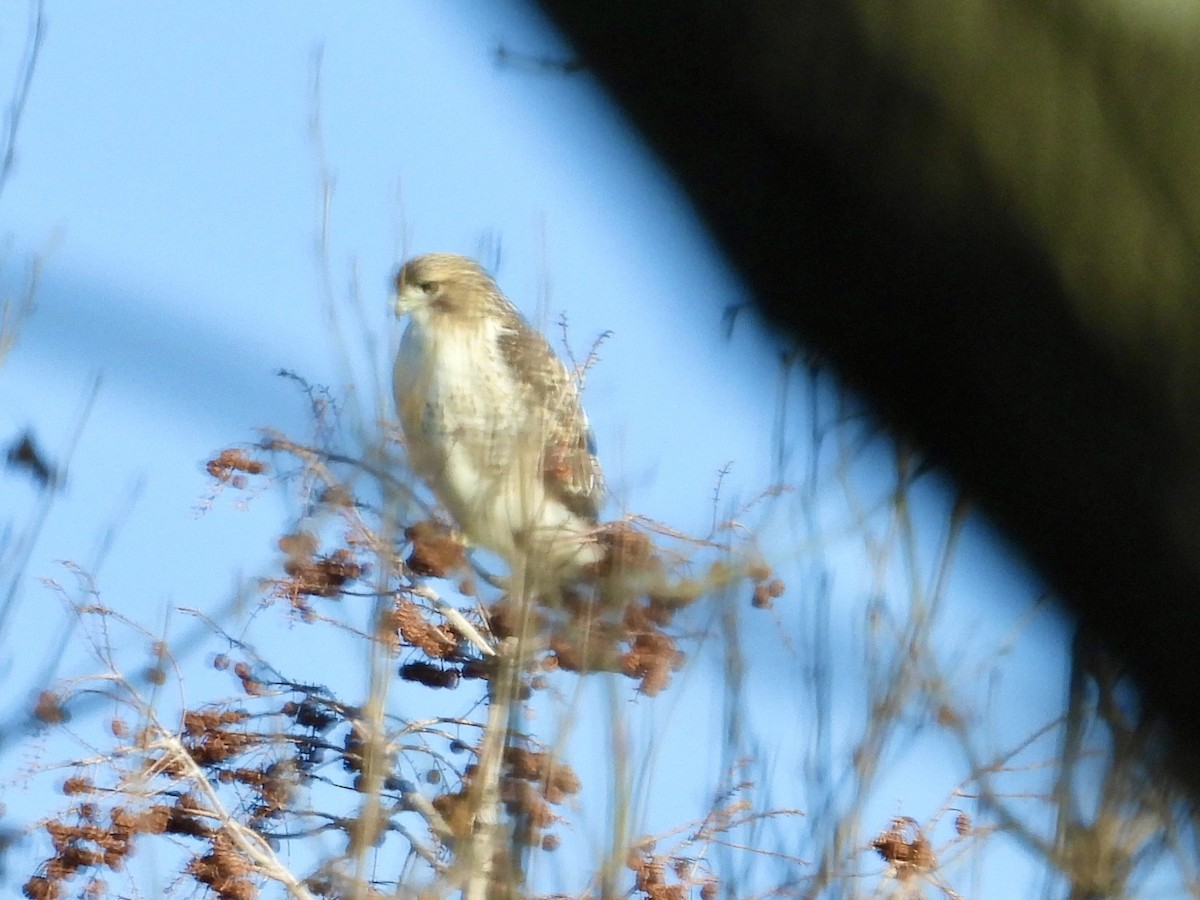 Red-tailed Hawk - ML613076864