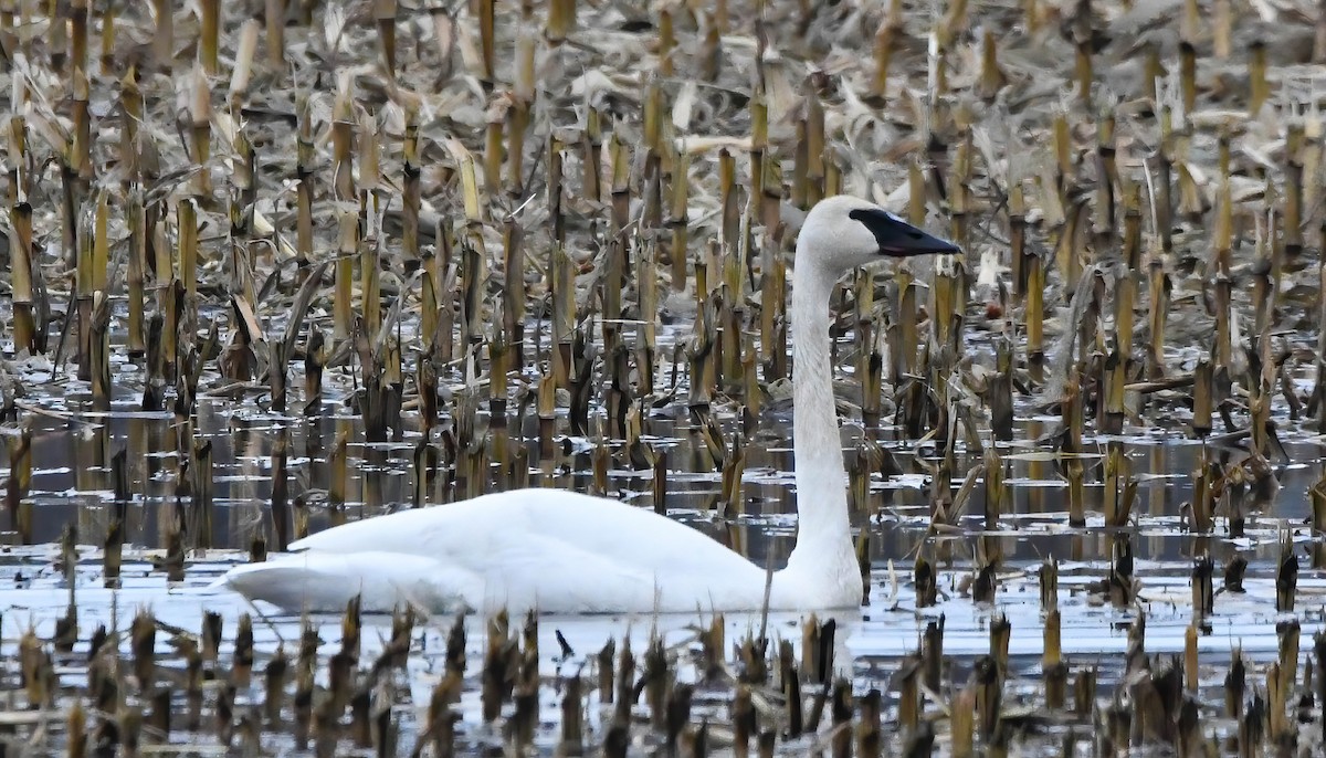 Trumpeter Swan - ML613076902