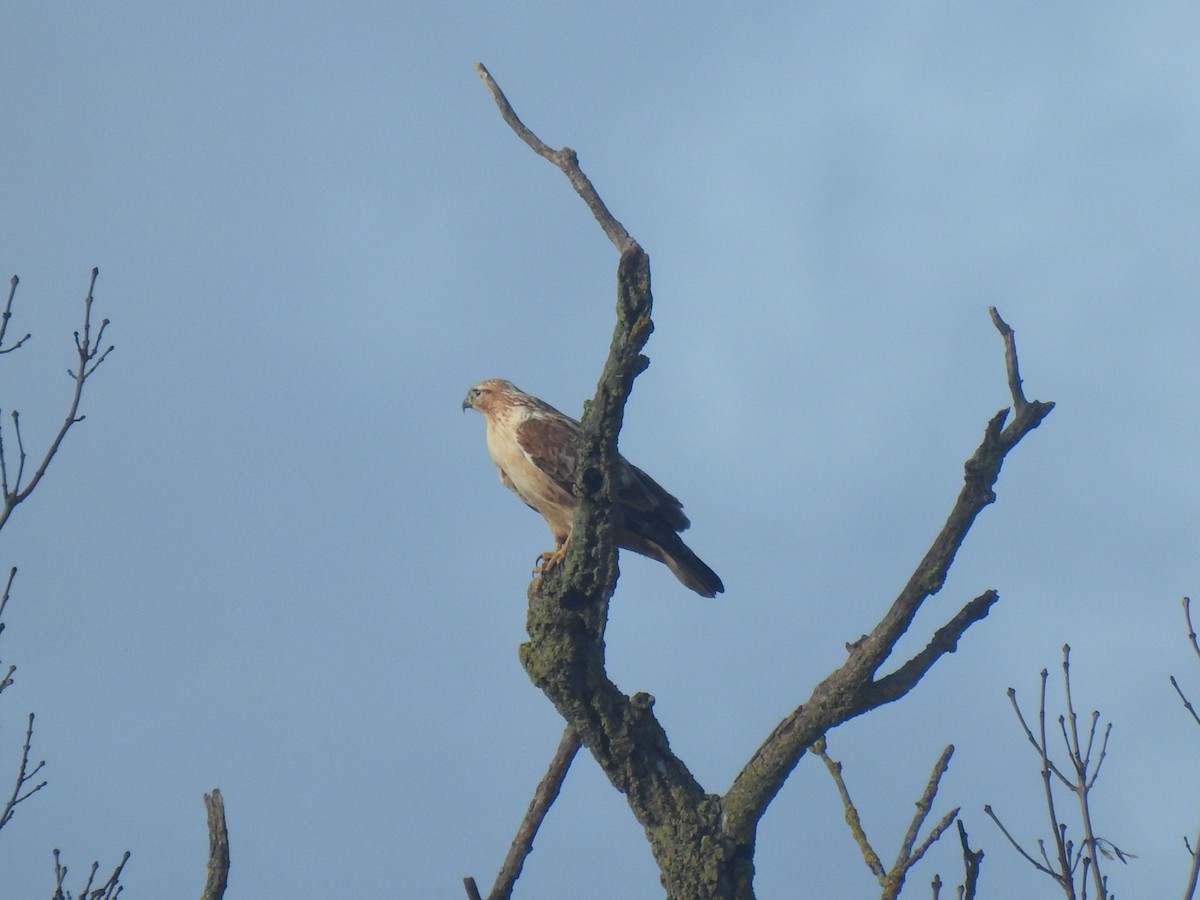 Long-legged Buzzard - ML613076924