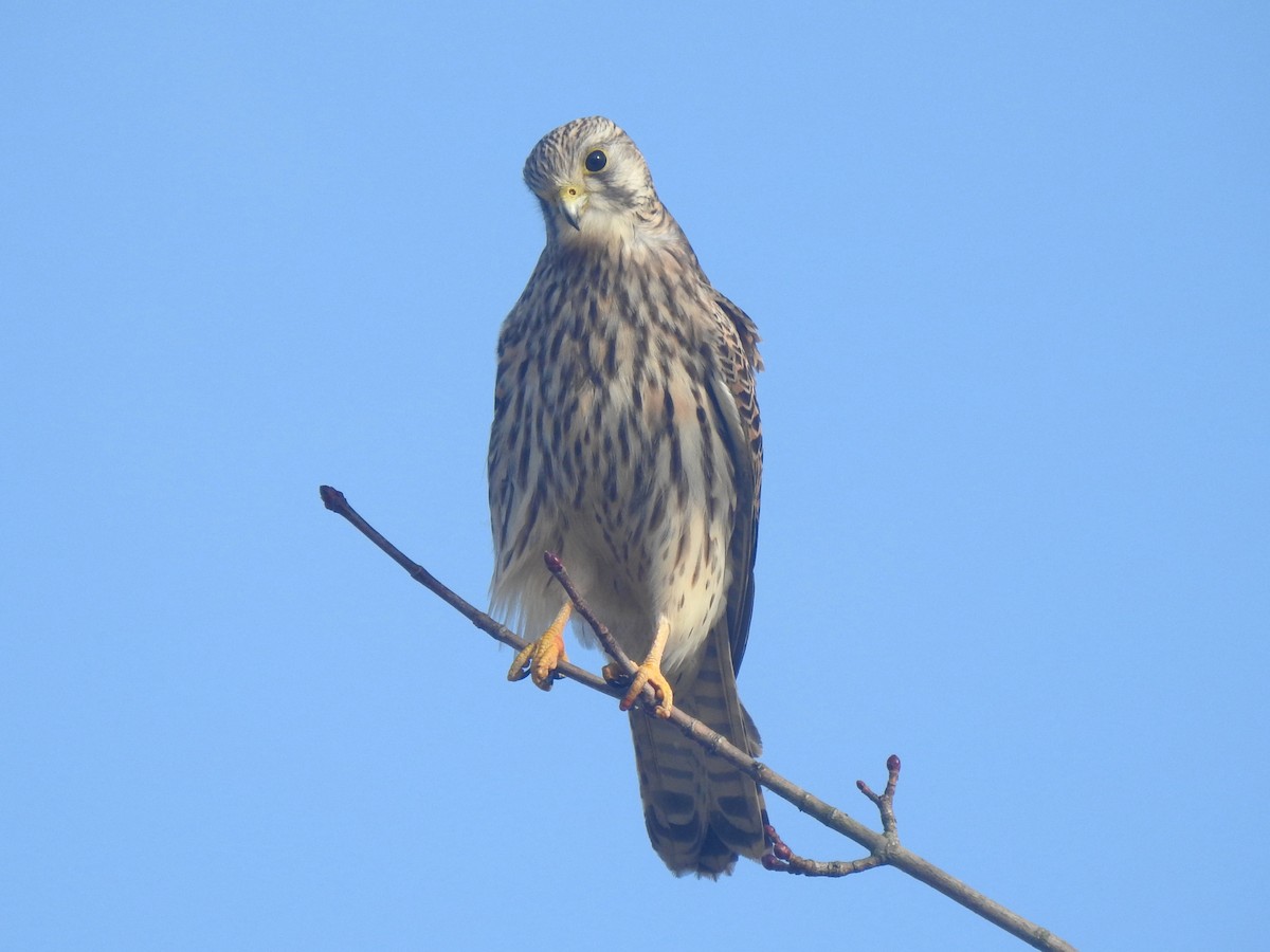 Eurasian Kestrel - ML613076943