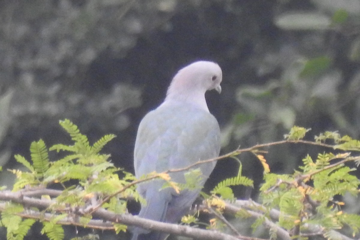 Green Imperial-Pigeon - ML613077013