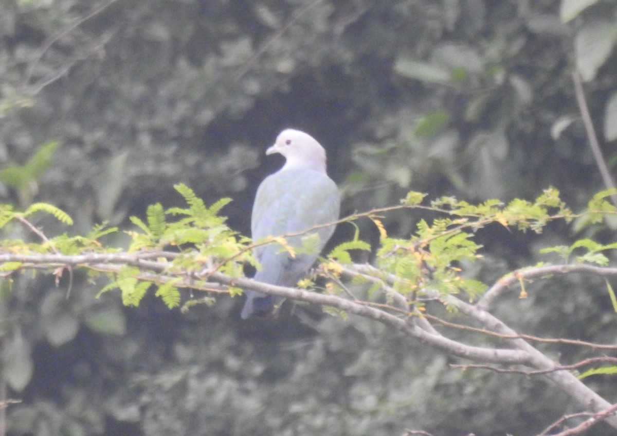 Green Imperial-Pigeon - ML613077018