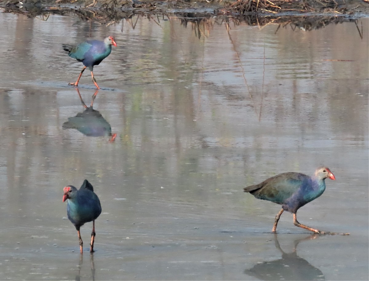 Gray-headed Swamphen - ML613077034